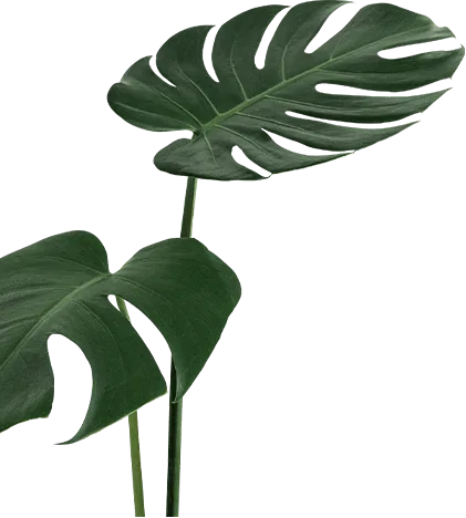 shape image