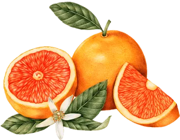 shape image