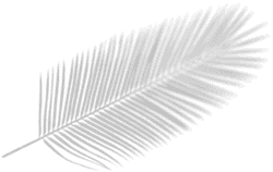 shape image